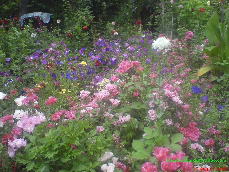 colorful garden flowers