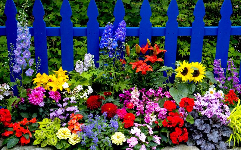 Colorful Garden Flowers — Blue, Vibrant, Summer
