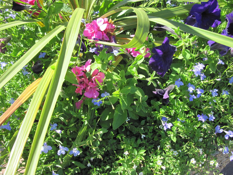 Colorful Garden Flowers — Green, Bright