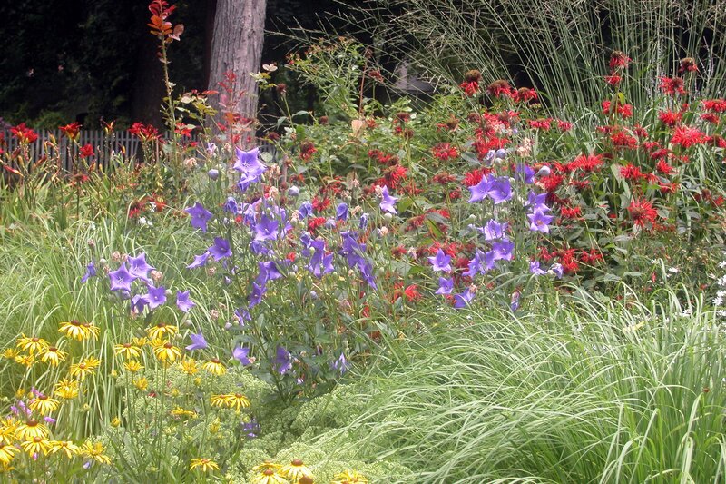 Colorful Garden Flowers — Green, Natural
