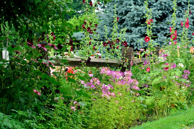 Colorful Garden Flowers — Green, Serene, Summer