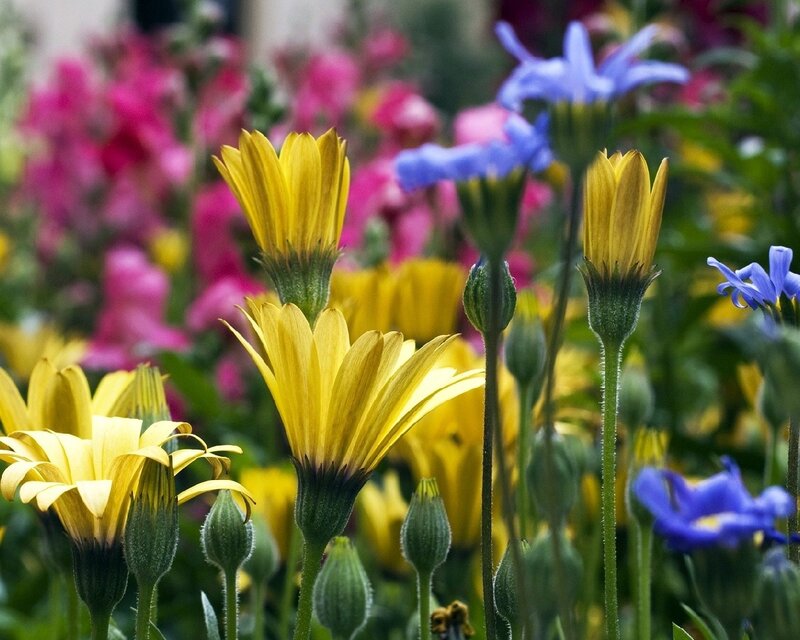 Colorful garden flowers in bloom