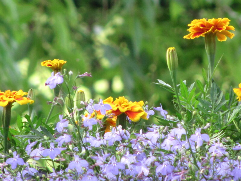 Colorful garden flowers in bloom