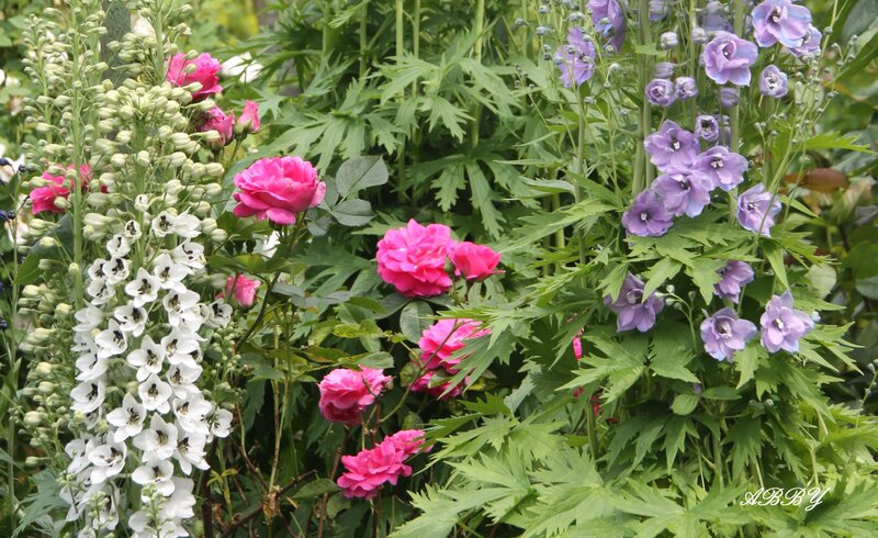 Colorful Garden Flowers — Pink, Calm