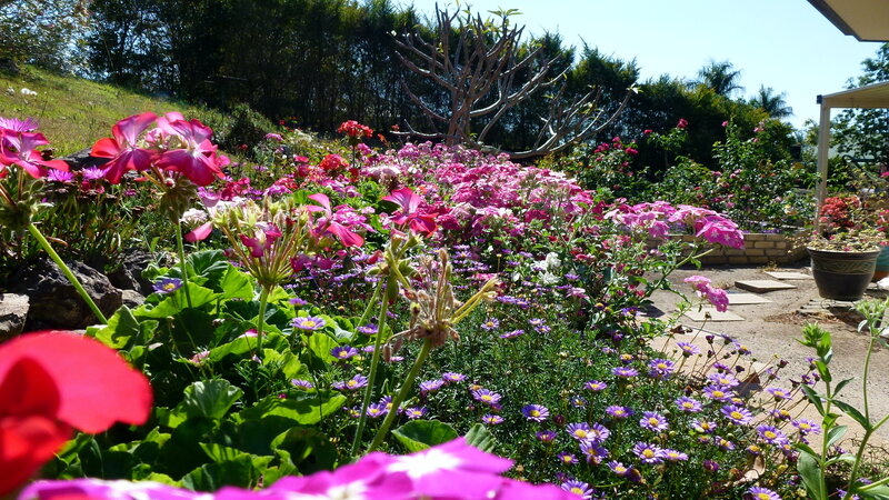 Colorful Garden Flowers — Pink, Serene