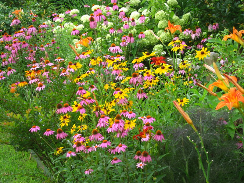 Colorful Garden Flowers — Pink