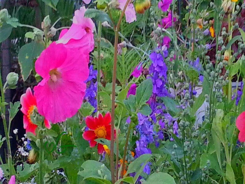 Colorful Garden Flowers — Pink, Vibrant