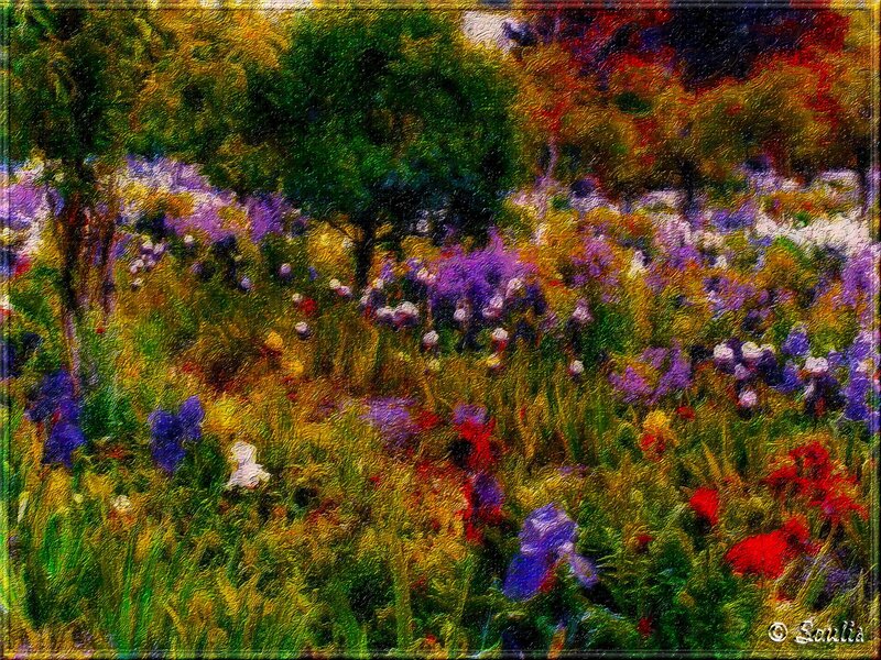 Colorful Garden Flowers — Purple, Vibrant