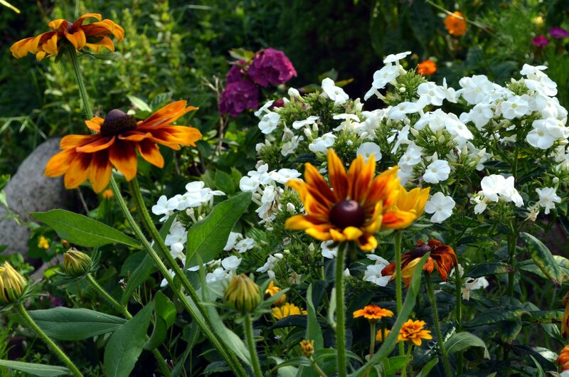Colorful Garden Flowers — Yellow, Natural