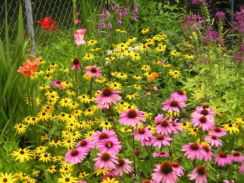 Colorful Garden Flowers — Yellow, Vibrant, Summer