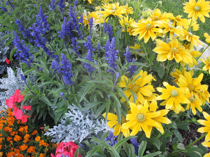 Colorful Garden Flowers — Yellow, Vibrant