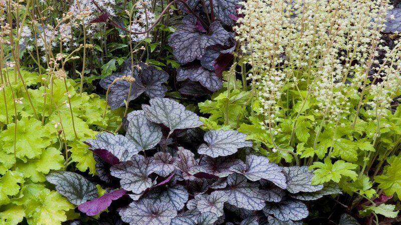colorful garden foliage