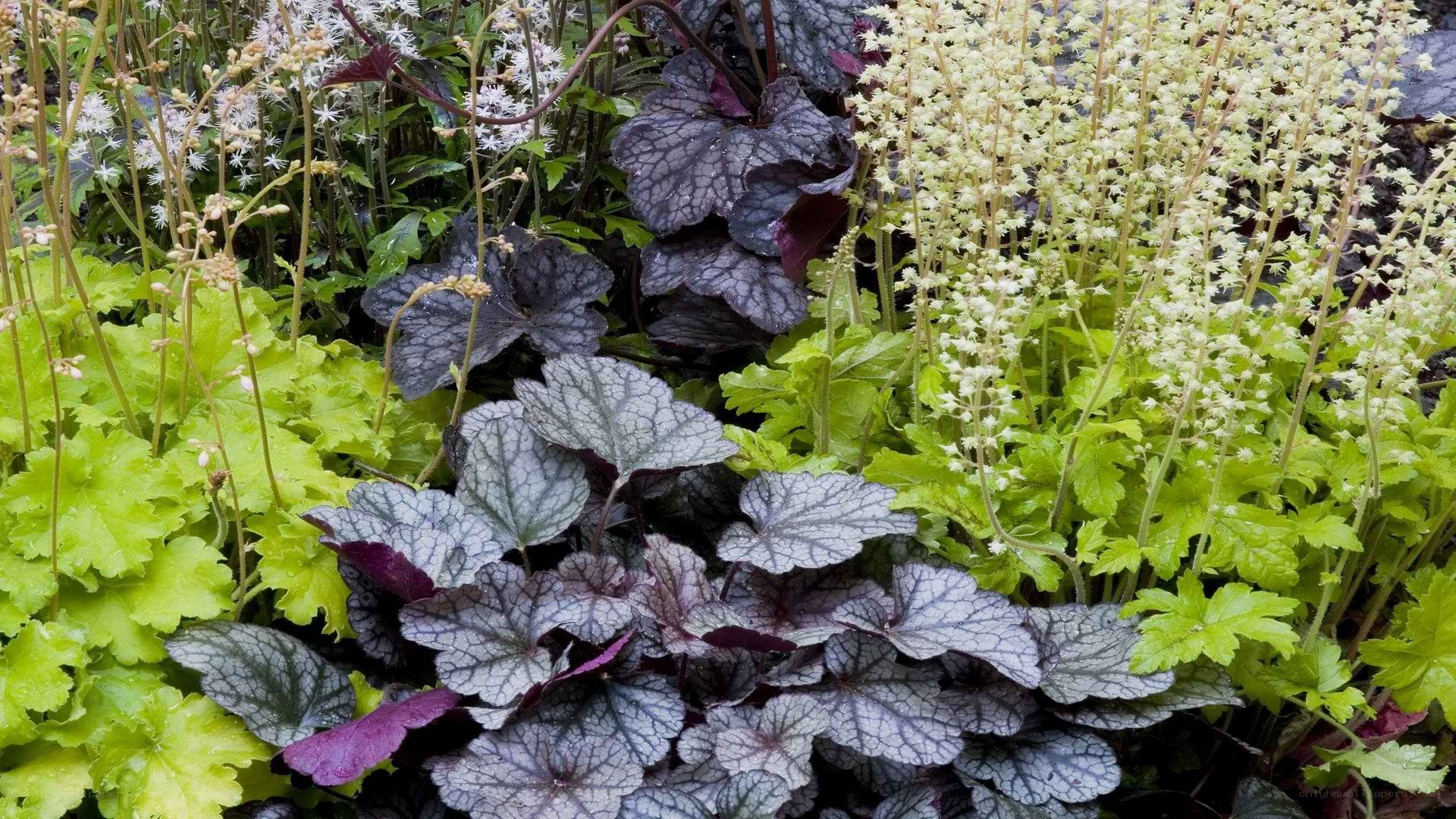 colorful garden foliage