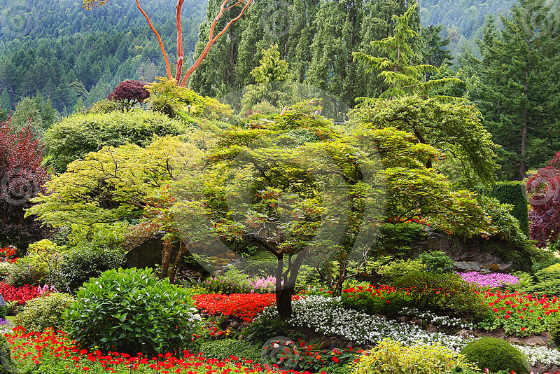 Colorful Garden Landscape — Green