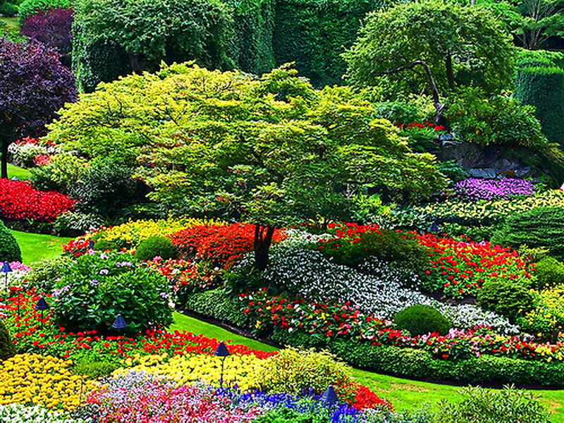 Colorful Garden Landscape — Green, Vibrant