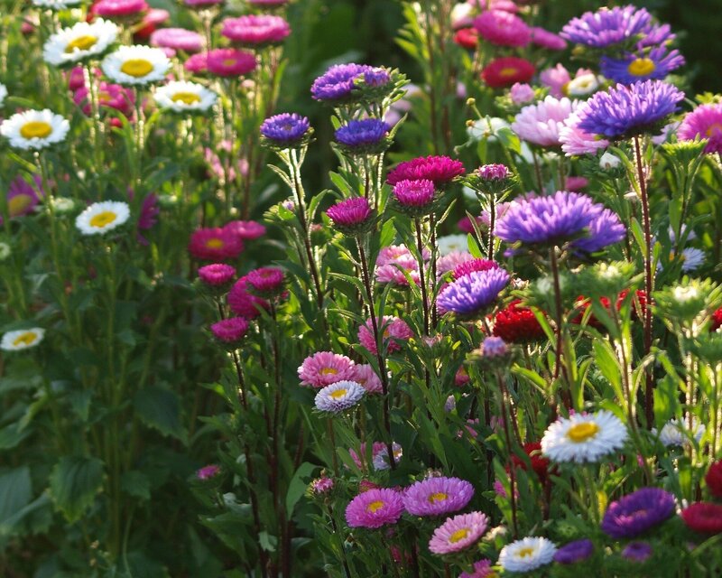Colorful garden of asters