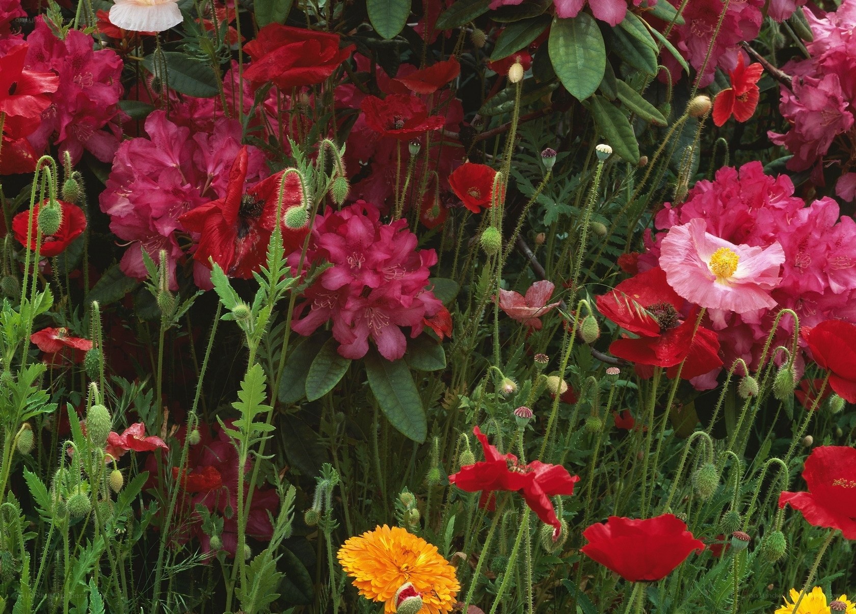 Colorful garden of poppies and rhododendrons