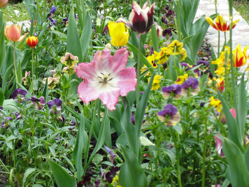 Colorful garden of tulips and pansies
