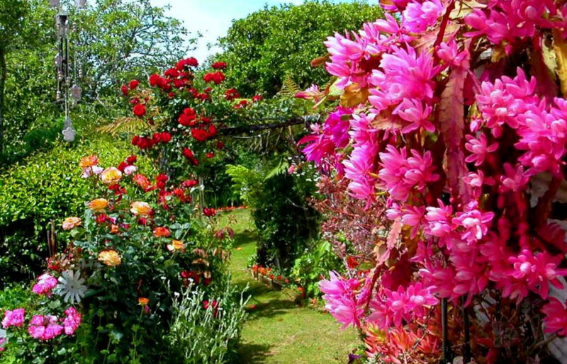 Colorful Garden Path — Pink, Serene, Afternoon, Photograph