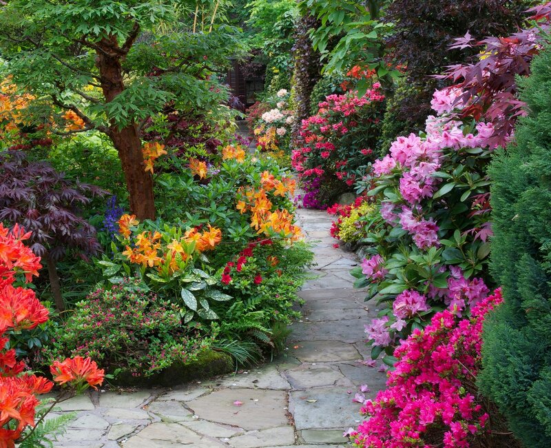 Colorful Garden Path — Pink, Serene, Afternoon