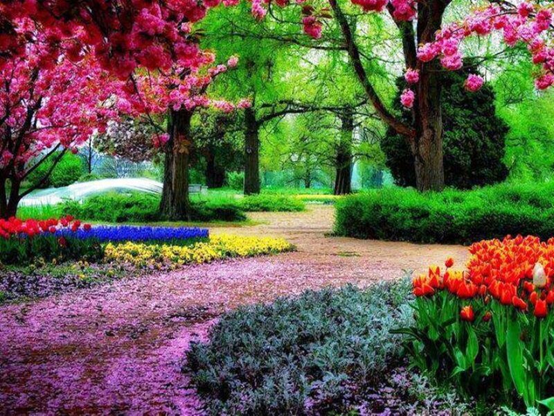Colorful Garden Path — Pink, Serene, Spring, Photograph