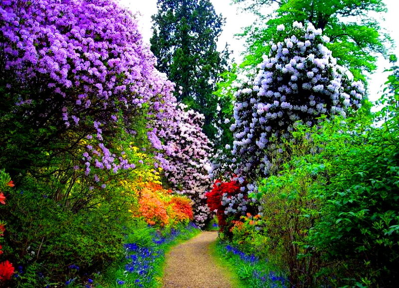 Colorful Garden Path — Purple, Serene