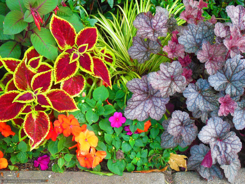 Colorful garden plant arrangement