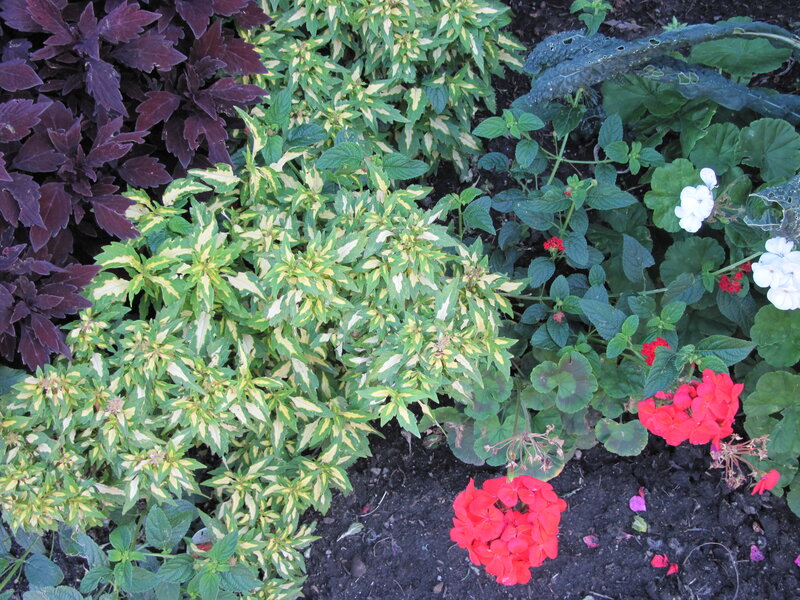 Colorful Garden Plants — Green