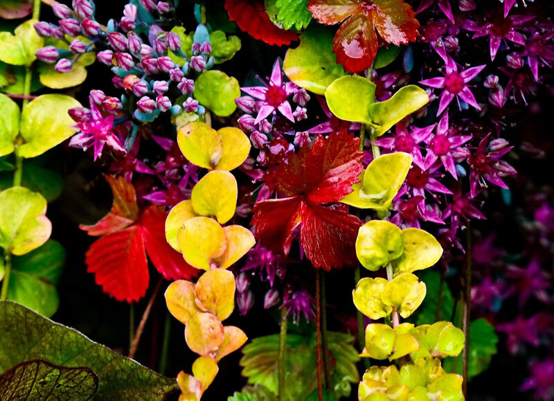 Colorful Garden Plants