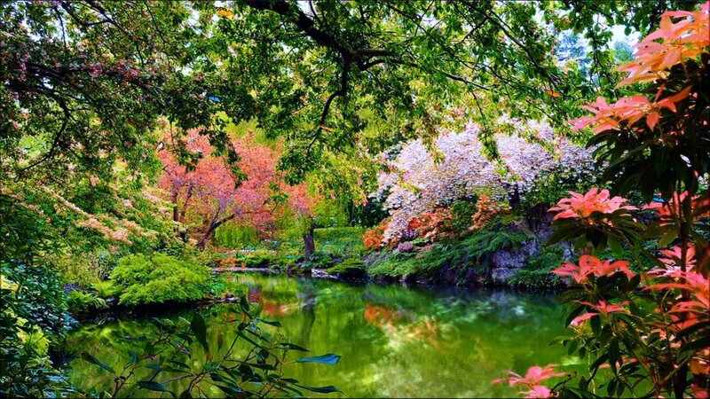 Colorful Garden Pond — Green, Serene, Spring