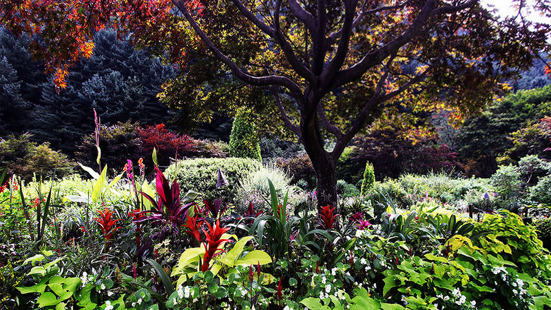 Colorful garden under a tree