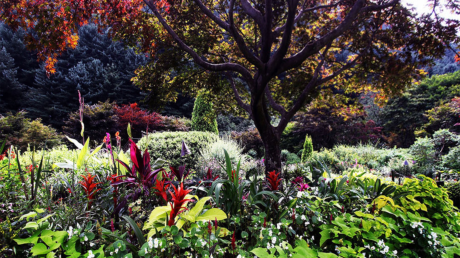 Colorful garden under a tree