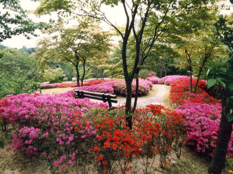 Colorful garden with azaleas