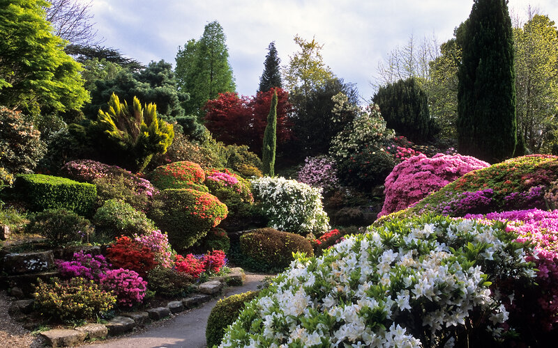 Colorful Garden with Azaleas — Pink