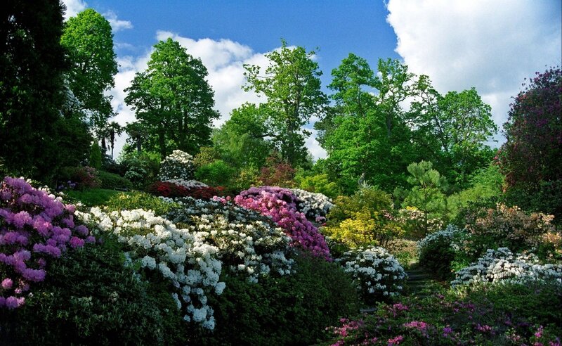 Colorful garden with blooming flowers