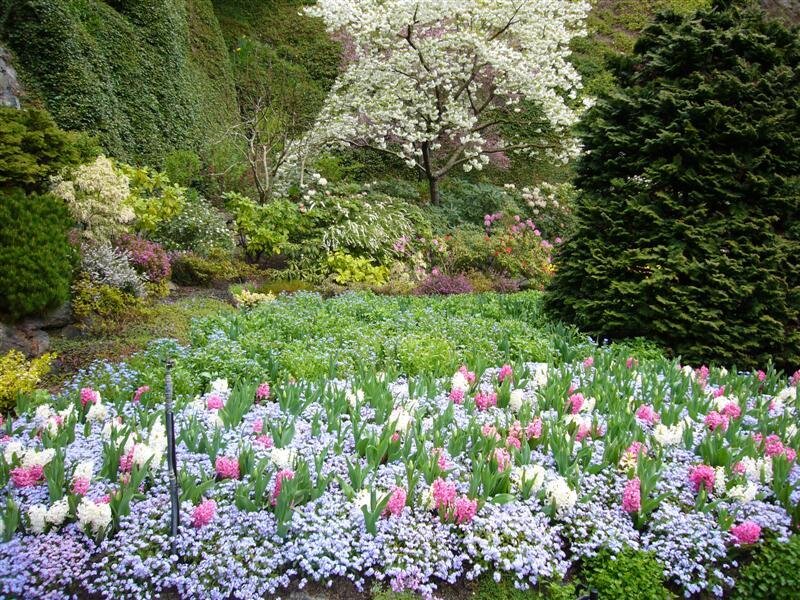 colorful garden with blooming flowers