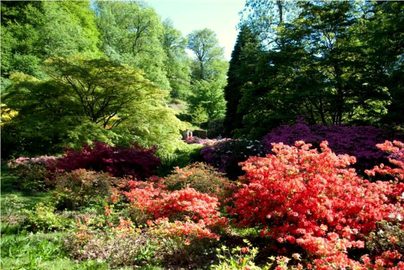 colorful garden with blooming shrubs