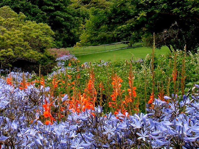 Colorful garden with blue and orange flowers