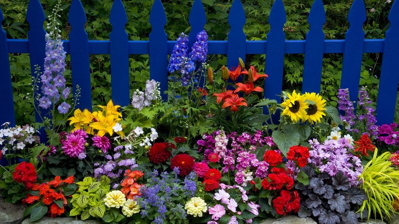 colorful garden with blue fence