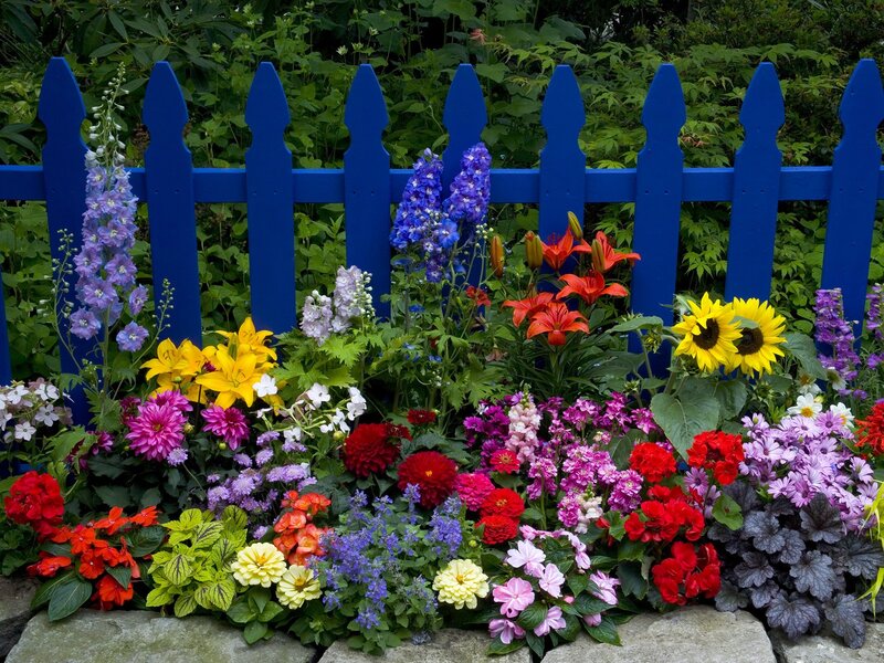 Colorful garden with blue fence