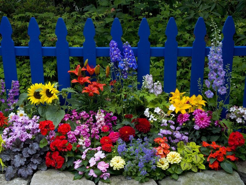 colorful garden with blue fence