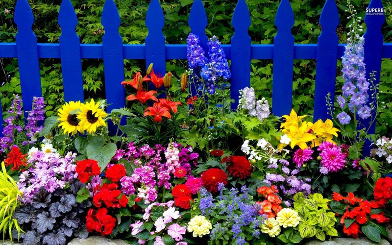 colorful garden with blue fence