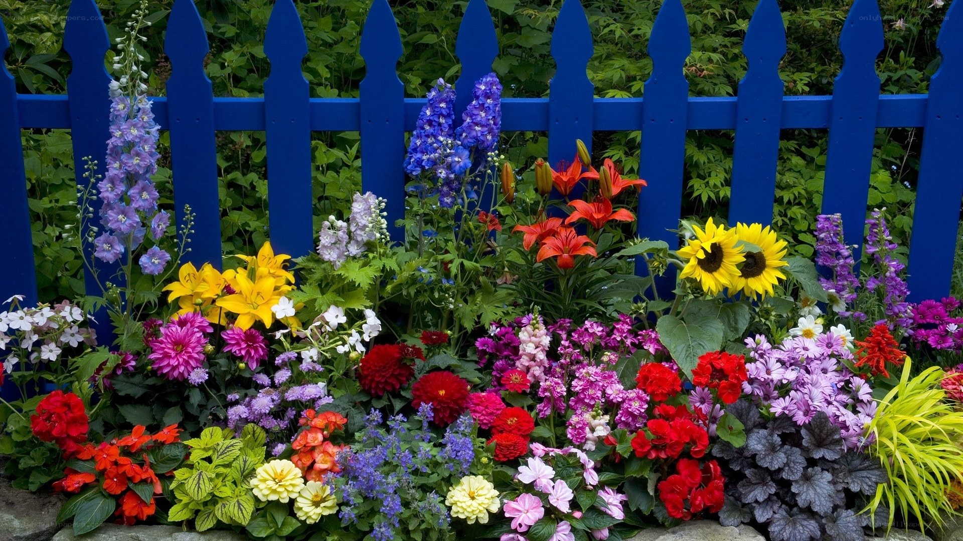 Colorful garden with blue fence