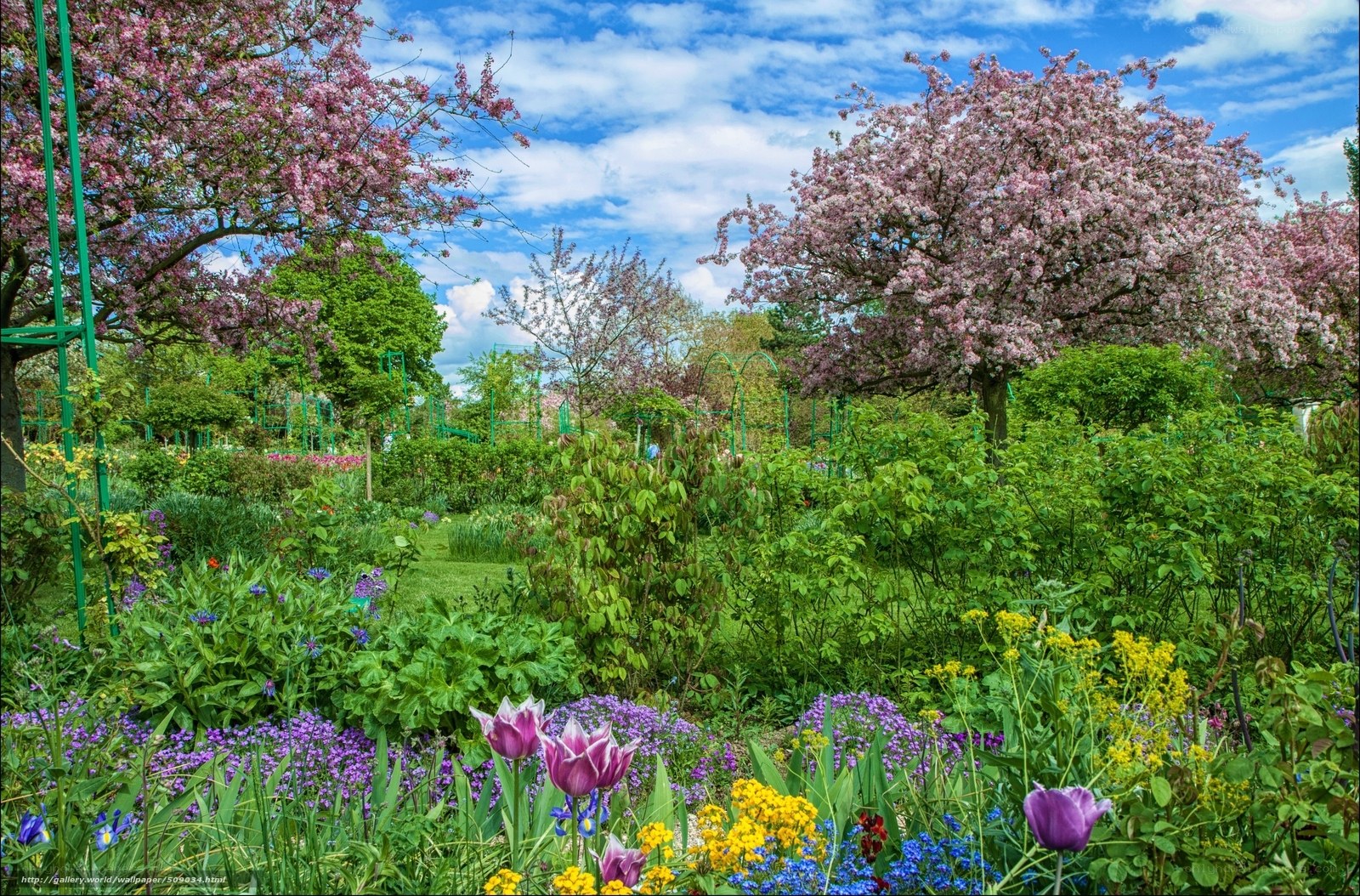 Colorful garden with cherry blossoms