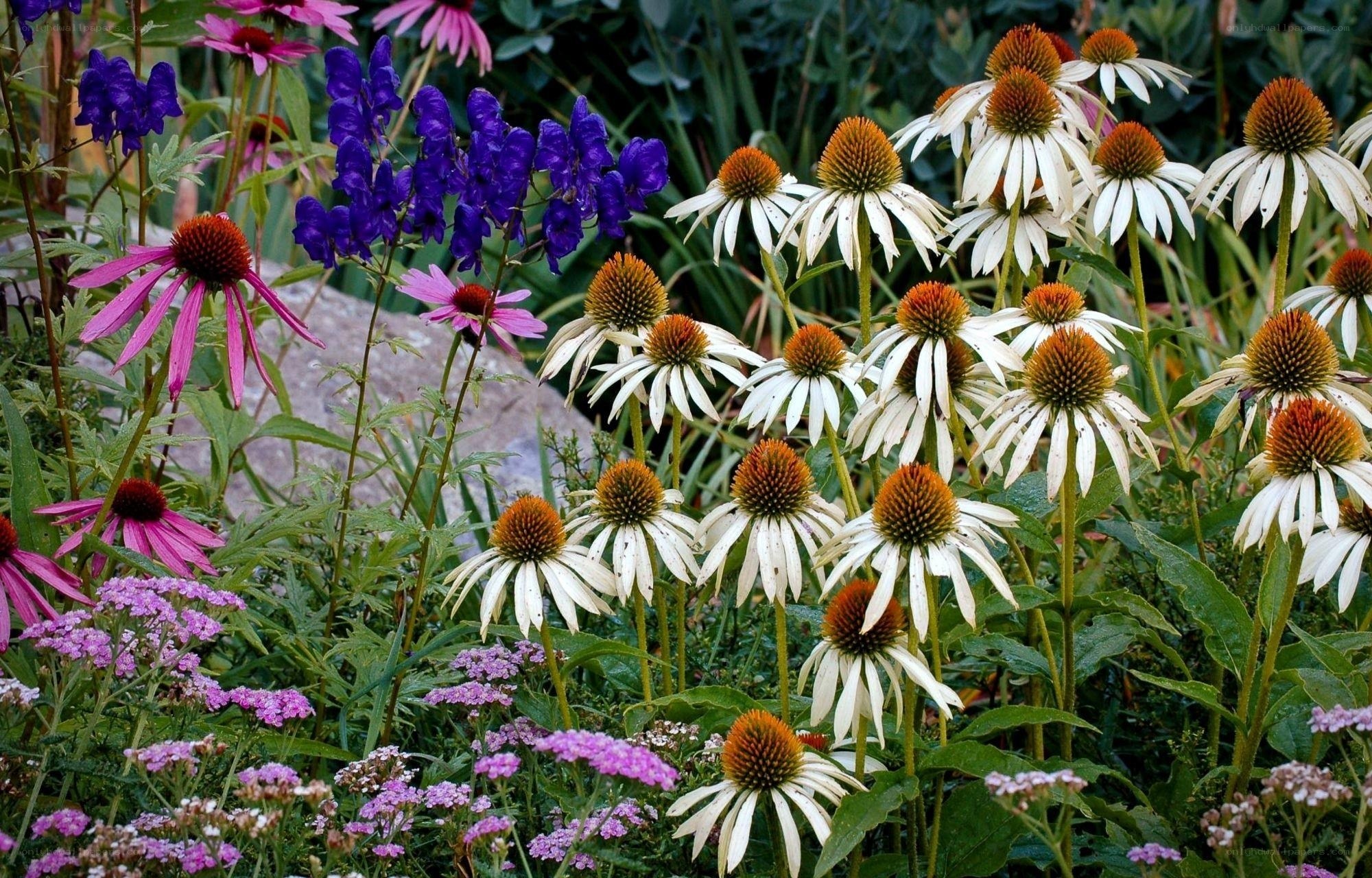 Colorful garden with coneflowers and delphiniums