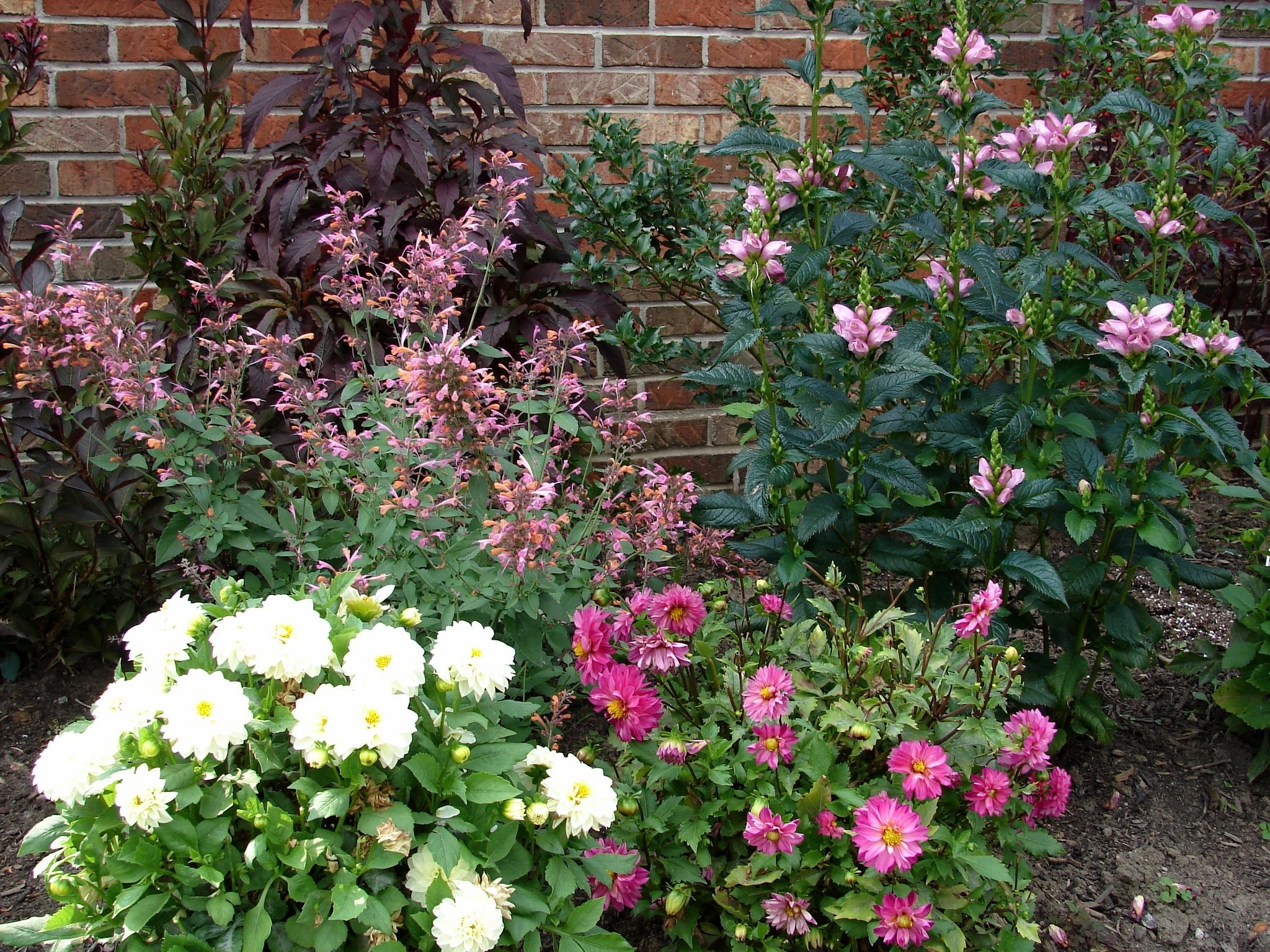 colorful garden with dahlias