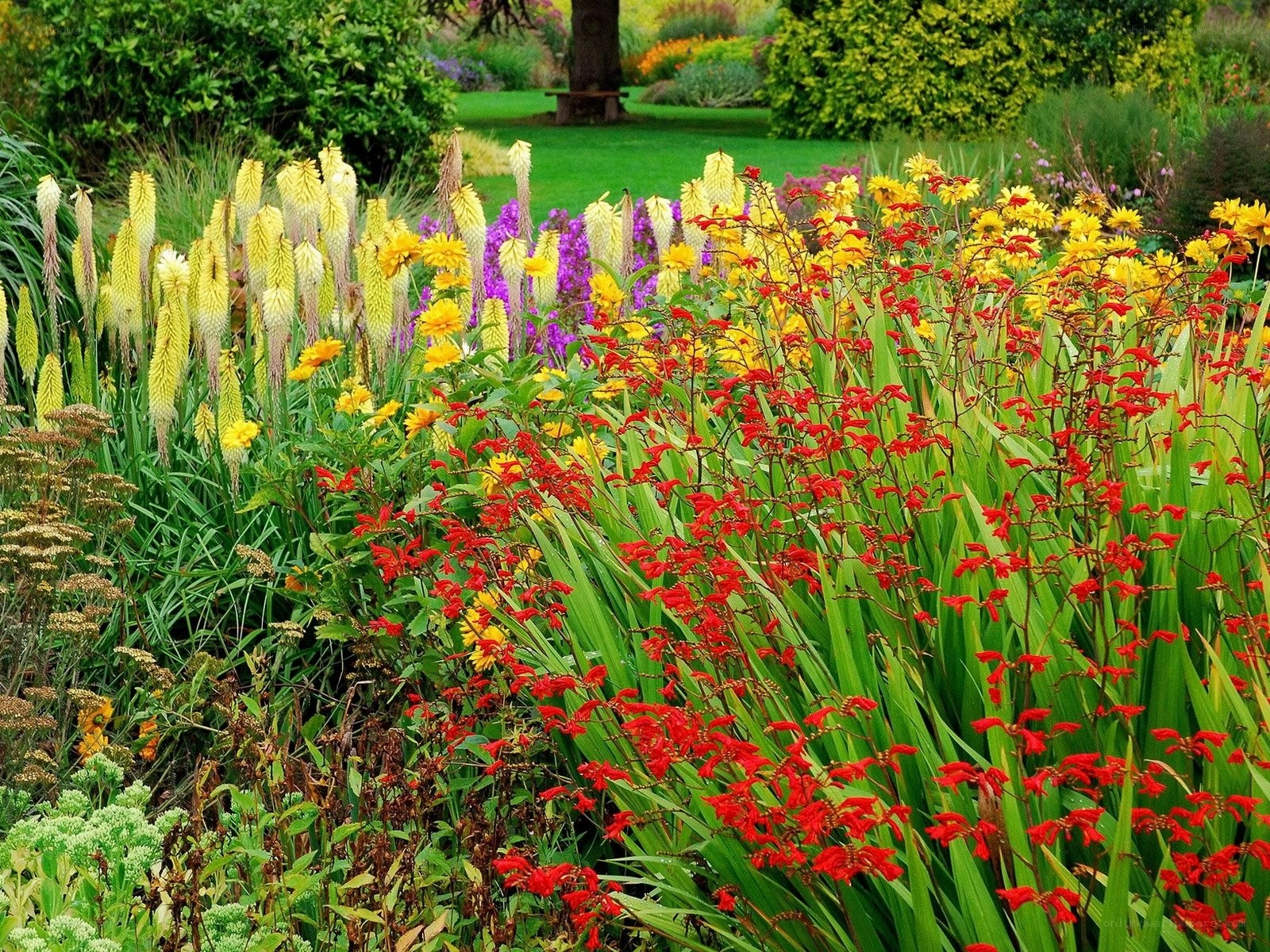 Colorful garden with diverse flowers