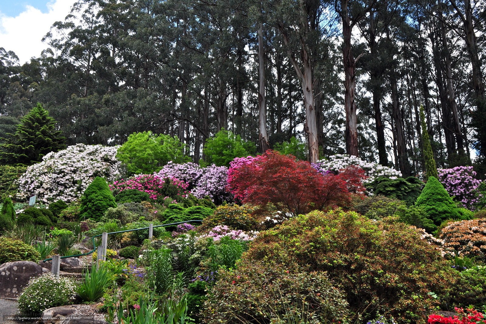 Colorful garden with flowering shrubs