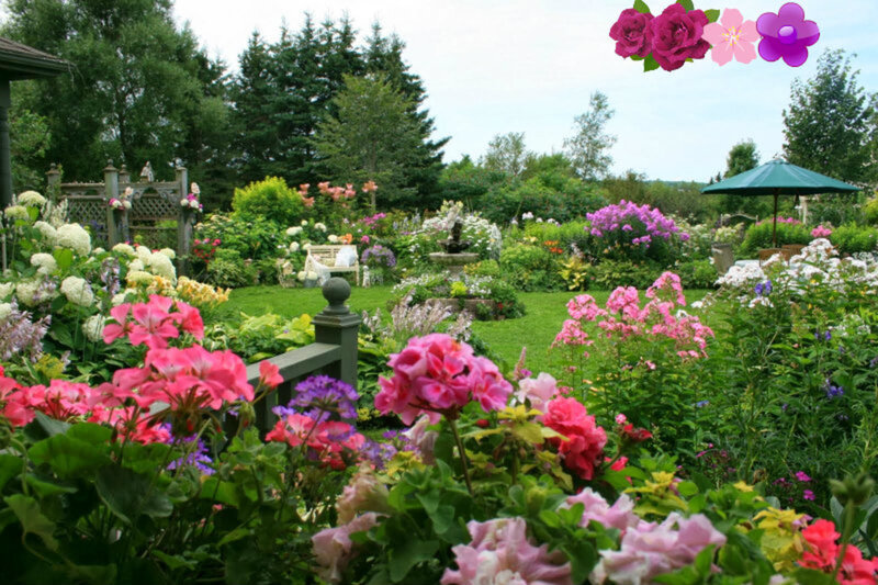 Colorful Garden with Flowers — Pink