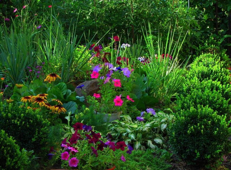 Colorful garden with flowers
